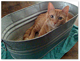Dr. May | Whole Pet Mobile Vet | Austin Mobile Vet | Austin Holistic Vet | Austin House Call Vet